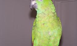 2 year old male Yellow Naped Amazon Parrot w/ extra large freestanding cage w/ wheels