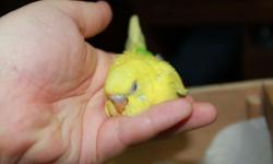 This beautiful baby budgie was recently hatched (Reference #910) and is adorable, personable, and outgoing and is now ready to go home! This birdie is hand fed and eats their vegetables. Call to come and see this birdie or it's other hand-fed friends!
We