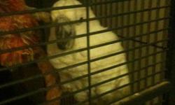 Seven year old male. Good behavior, hand feed, comes with cage.
www.bezio.info