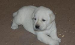 Lab puppies born Nov. 22, 2012.&nbsp; Sire is an AKC Champion, Mother is out of champion lines.&nbsp; Two females available, one is white and the other is light yellow.&nbsp;Beautiful pups with awesome bloodlines.&nbsp; Both parents have their
