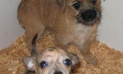 SEATTLEPET.COM ? 206-365-3002 - Since 1976 - AKC Hobby Breeder group. Small breed puppies only. BY APPOINTMENT ONLY!! ALL of our breeders submit DNA to the AKC to verify lineage and health background of their parent dogs. All puppies are born and raised