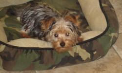 Nice 4 month old yorki akc registerd shots are done redy for a nice home