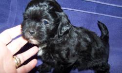 i have a very cute black Yorki Poo puppy, he is ready fo new home on July 8th , i am now taking deposits