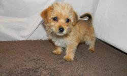 Cute little 9 week old Yorkshire Terrier/Bichon Frise and Minature Poodle/Bichon Frise puppies. Up to date on shots $350 each. Males & females. Morkie female puppy $400. Spayed female Shih Tzu puppy $450.