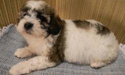 9 week old YorkiChon and BichPoo puppies. Up to date on shots. Healthy and all ready for their forever homes. AKC female spayed Shih Tzu puppy $450.