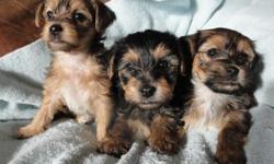 UTD on vaccinations/wormings with written health guarantee. Hypo-allergenic, friendly, playful, and affectionate. Two females (brown). One male (black). Accepting $100 non-refundable cash deposits to hold until ready for new homes on 1/25.