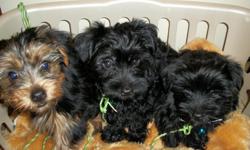 I have 3 beautiful healthy, energetic, playful female Yorkie-Poo puppies available. Mother is AKC Yorkie Terrier and father is a Yorkie-Poo. Parents are on premises. They are 9wks old with all current shots, dewormed. I have two black ones and one tan &