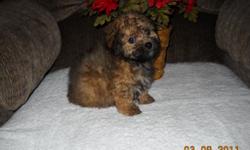 I have one male yorkie-poo puppy for sale.He is CKC registered vet checked first set of shots and worming from the vet.He also has had his dew claws removed and tail docked by the vet.He is 8 weeks old and ready for his new home.The price is $300 dollars