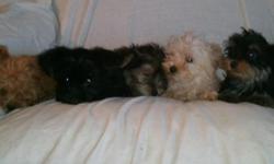 These adorable little puppies are 8-12 weeks old. &nbsp;The pups are a mix of toy poodle and yorkshire terrior known as Yorkie-Poo. Their cross-breed design makes their yorkie straight hair curly while still maintaining their yorkie features. &nbsp;As