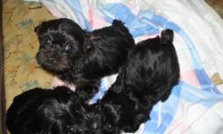cute yorkie-poo pups 8 weeks old vet checked and up to date on all shots and wormings. For more info or pics call 561-688-3775 or email whiskygirl4469@aol.com