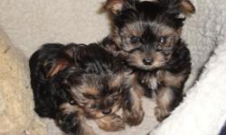 Two Female Yorkie-poo's left - adorable teddy bear faces - mother is a true blue yorkie poo - Born 11/13 - First and second shots, de-wormed, tails docked. $800 to a good home.