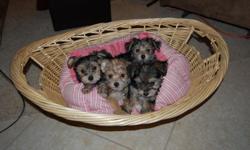I am rehoming 3 - 6 weeks old yorkie-ton puppies great markings & temp. Please text or call me at 410-905-2420 asking $550 adoption/rehoming fee; For more information go to http://www.prettyandunique.com click on My Puppies. The mother is 4lbs and the