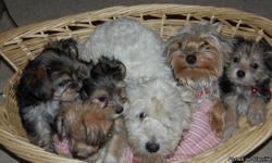 I am rehoming 3 - 6 weeks old yorkie-ton puppies (Mother is a Yorkie, father is a Coton De Tulear) - great markings & temp. Please text me at 410-905-2420 too many phone calls to talk to everyone. For more information go to