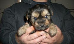 CKC yorkie puppy ready for rehomeing have had 2 shots & dewormed twice call () or email love2944@live.com