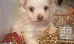 We have beautiful Yorkie and Maltese puppies that will be available just in time for Christmas!&nbsp; Please call 956-968-3678 for more information.