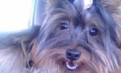 &nbsp;
&nbsp;
A female yorkie for sale, she's only 7 month old n 2 1/2 lb, ready to go home any time, with all shots,dewarmed and docktail, APR papers if you are intersting pls call 7 day a week from 9:00 AM to 9:00 PM and ask for Gladys. Thank You --