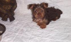 i have a litter of black & gold yorkie babies and then i have a litter of the rare chocolate & gold babies. all this puppies will be the med. size.they are up to date on shots,worming and comes with their ckc paper and health contract. I do have both