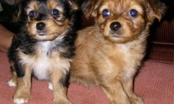I have 4 adorable 1/2 Yorkshire Terrier 1/2 Chihuahua. There are 3 females and 1 male. super friendly and outgoing. Will be Non Shedding and small. 1st shots & dewormed. Price $400 and $450 for the black fluffy female. Cash Only. Call 414-722-7617