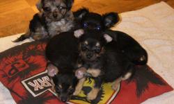 I have 5 adorable Yorkie/chihuahua mix pups for sale. They are 9 weeks old, and have 2 sets of shots and have been dewormed. I have 3 females & 2 males. I have 2 Merle wiry haired females, and 1 female that is black with longhair and looks like purebred