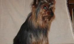 Black/Tan CKC 4.5 lb Yorkie for Stud Service. $300 stud fee or pick of the litter with approved female. Located in Katy, TX.
