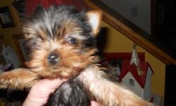 this little girl I think will be about 3 1/2 to 4 lbs. will be dark in color, she is a cutie,