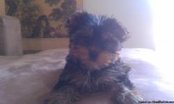 Adorable 9 Week Yorkie, comes with supplies and information. Shots and dewormed. Playful and cuddly. Please call.