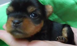This little girl is an extream babydoll face, 4 weeks old, I think she will be about 3 lbs full grown, you can seee more at courtashyorkies.com