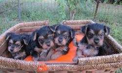 YORKIE PUPPIES READY FOR THEIR NEW HOME; SHOTS, DEWORMED, PUPPIES PKT. SHOTS REG. BLACK/GOLD, CALL&nbsp;&nbsp;&nbsp;&nbsp;&nbsp; 843/488/2227 OR&nbsp;&nbsp; 843/488/2227