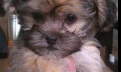 8 WEEK OLD YORKIE/LAPSO ALPSO PUPPY FOR SALE