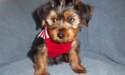 male yorkie puppy born Dec 16 He has been vet checked and has his first shots. Parents weigh around 10lbs Waiting for his forever home. We can meet you part way if you live a distance from us