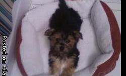 Puppy Information:
Breed: Yorkie/Maltese
Date of Birth: 12/26/2010
Coloring: Black & Tan
Sex: Male
Name: Mr.Biggs
Purchase Price: $500.00 on 03/25/2011
This puppy has had the following medication and/or treatment on these dates:
Strongid T: 02/14/2011 &