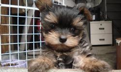 8 WEEKS OLD, BLACK AND TAN, T-CUP 805 901 2260