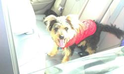 Gizmo turned a yr on Sept 26 he is very sweet and loving. He is a Yorkie mix. All of his shots are up to date. He will come with all that I purchased for him. Im moving and can not take him with me. Price is negotioanable.