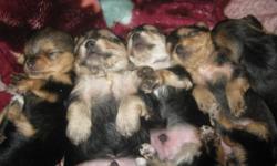 yorkie mix with maltese born march 9,2011 . The first picture is all of them. the sencond is the mom the one pop is a boy another boy and the father is the last picture phone number is 616-359-9047