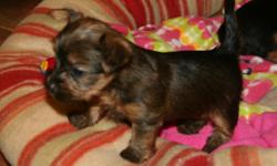 Two male yorkie mix puppies
Five weeks old, 1 lb. Born 1/10/11
One light brwon
One dark brown
Mother weights 5 lbs, yorkie/pomeranian/golden & brown
Father weights 8 lbs, pure breed/silver color
Located in Palm Bay, FL