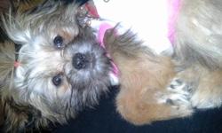 Yorkie mix Askin $80 Shes 4months Playful loves cuddling ) call or tex