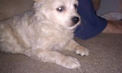 8 wk old male, born the last week of December. He is all white w/ curly hair. He gets along with other pets and kids. He is currently about 4 lbs and will grow to be about 10 lbs. He is the last out of the litter. Sleeps in a crate at night.
He will come