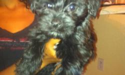 We currently have 2 all black yorkiepoo puppies for sale. Both puppies are abour 11 weeks old, potty trained, and ready for a new home. The puppies also have all there current shots.