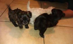 Poodle Yorkie mix puppies. They were born six weeks ago. Mother is mostly black with a little white. One female&nbsp;left she&nbsp;is mostly black with a little tiny bit of white. These puppies are so adorable and playful. I would like to keep them all