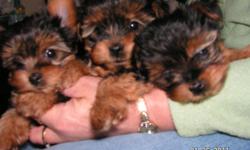 I have 1 extra small Yorkie pup left, Male. He has had his first 2 shots, been dewormed. Small parents. Raised in our home, held daily.