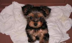 I have for sale 1 Yorkie pup. male, Has had first 2 shots, been dewormed. Very quiet/layed back. RaIsed in our home, spoiled. Parents are 4# and 5#. Will meet buyer.