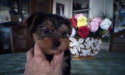 Yes you read this right 1 Male puppy $500.00. Full AKC Paper's Parent's on site home raised. No e-mail's. Only serious parent's interested phone call's only after 4:30pm weekday's.