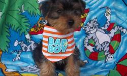 adorable yorkie puppies They have their first shots,dew claws removed,tails docked.looking for loving homes. Parents weigh around 10lbs.Located in Celina Ohio