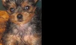 I have 2 yorkies, 1 male, 1 female...they were 8 weeks old on june 22nd. All puppies have been to the vet and have their health certificates/shots/wormings. ready for their new homes! I raise them in my home, in their own room/doggie door/fenced in yard