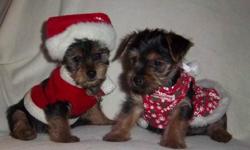 Adorable yorkie puppies 1 girl 2 boys Parents weigh 10 and 6lbs Vet checked and first shots Waiting for their forever homes