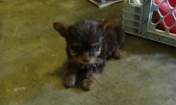CKC Registered Yorkie Puppies, 4 females 1 male for sale $350.00 each. They have been Vet. checked, had 1st set of shots and wormed. They are 7 weeks old now born 7-28-2011. For more information call 270-625-1396