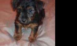 playful ckc yorkie puppies - Price: $400-$500 for sale in ...