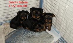I have4 ACA Registered yorkie puppies that I am taking orders on, 2 females and 2 males. $400. for the males and $425. for the females. they will be ready to go in 2 wks or Jan. 22, 2011. They will be up to date on shots and worming. I will be willing to