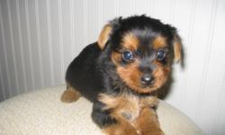 Full blooded yorkie puppies, 8 weeks old, no papers, 1st shot given and wormed, tails docked and dew claws removed, will be small, very cute and playful.