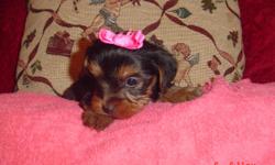 Yorkie puppies, Beautiful blue/gold also rare Chocolates.Male and females.. Raised inside under foot and well socialized. AKC Reg. Cheaper unreg. Will be UTD on shots and wormings. Baby faced small size with long silky coats.